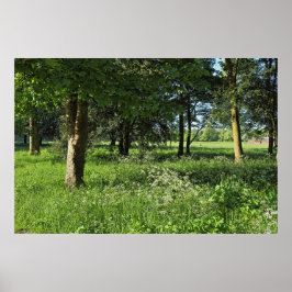 Poster Blackweir Woods, Bute Park, Cardiff Wales