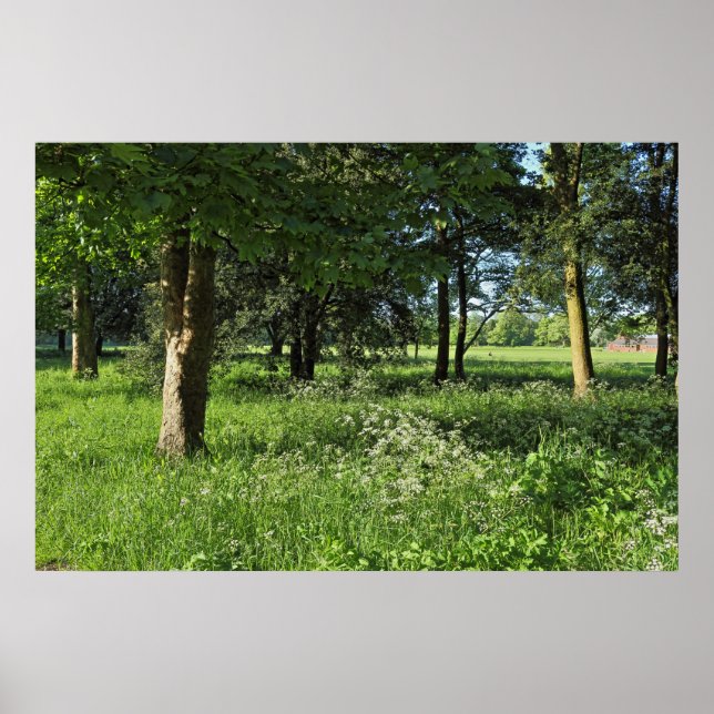 Poster Blackweir Woods, Bute Park, Cardiff Wales (Frente)