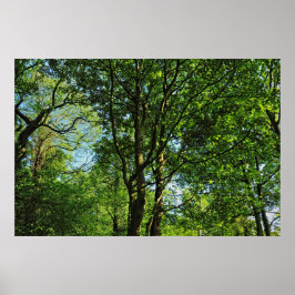 Poster Blackweir Woods, Bute Park, Cardiff Wales