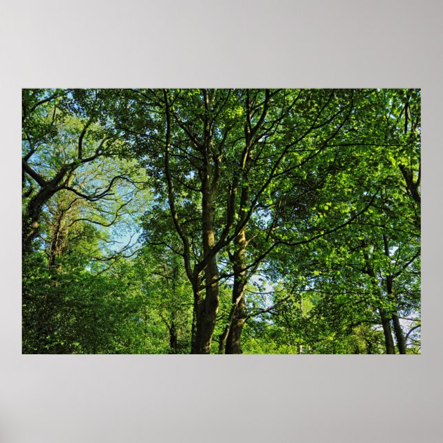 Poster Blackweir Woods, Bute Park, Cardiff Wales (Frente)