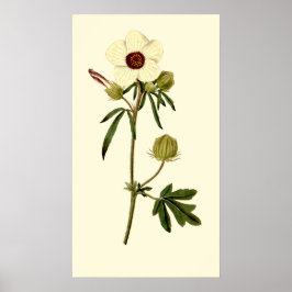 Poster Bladder Hibiscus, Veneza Mallow