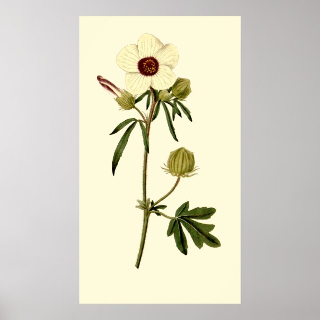Poster Bladder Hibiscus, Veneza Mallow (Frente)