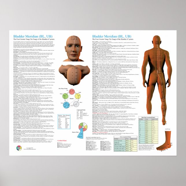 Poster Bladder Meridian Acupuncture Points (Frente)