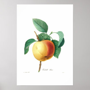 Pôster Blanc de Apple 'Calville