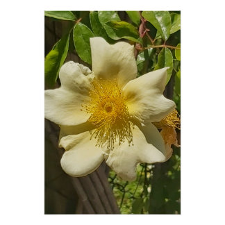 Pôster Blanca flor