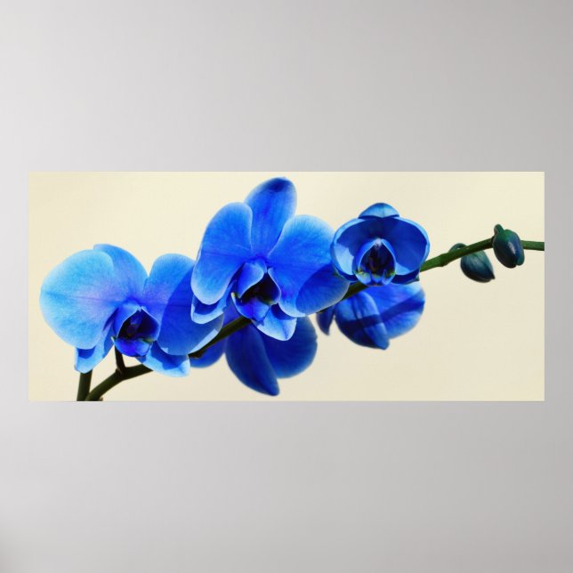 Poster Blaue Orchideen (Frente)