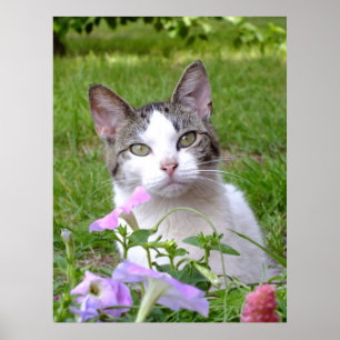 Poster Blaze O Gato E As Petunias
