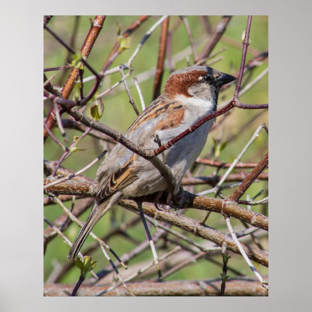 Poster Blending In (Frente)