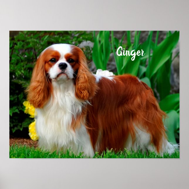 Poster Blenheim Cavalier King Charles Spaniel Puppy Dog P (Frente)