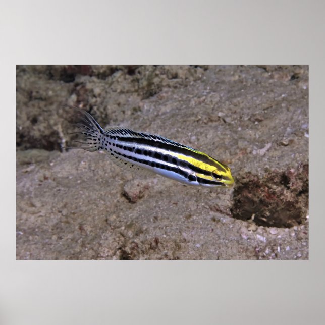 Poster Blenny (Frente)