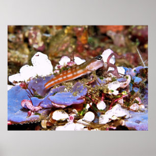 Poster Blenny com risca laranja