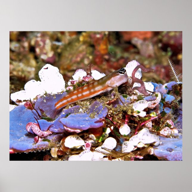 Poster Blenny com risca laranja (Frente)
