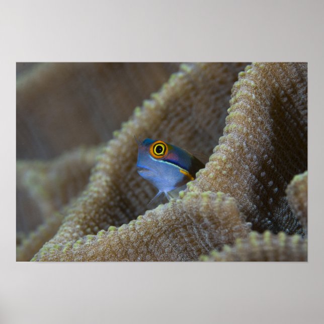 Pôster Blenny fish Blenniidae), a cutucar a cabeça (Frente)