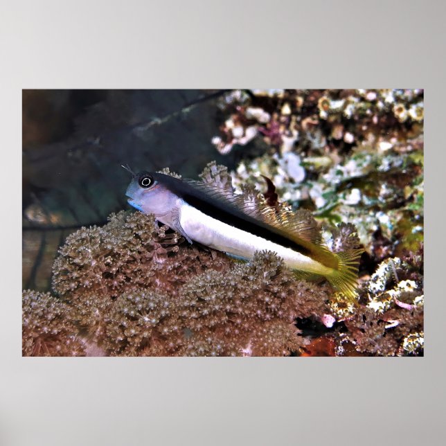 Poster Blenny no Rocks (Frente)