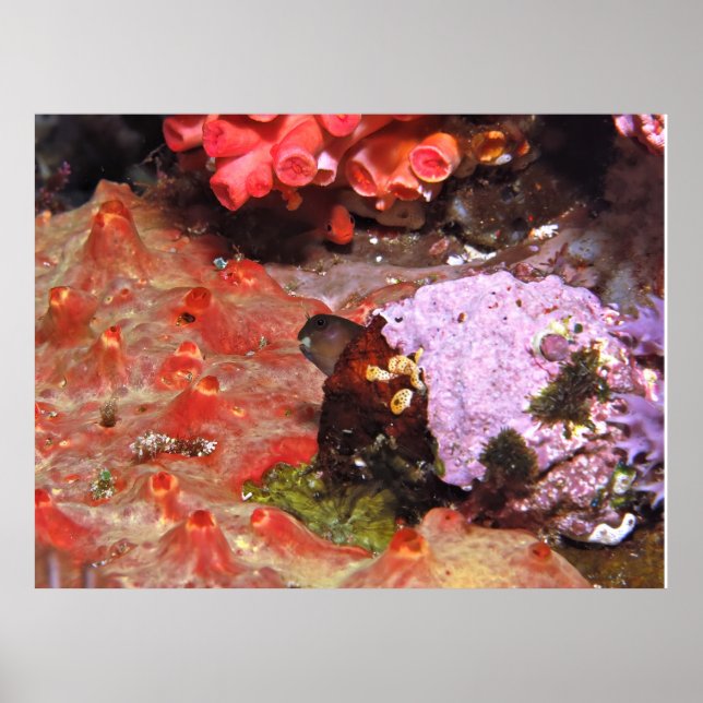 Poster Blenny Peeking (Frente)