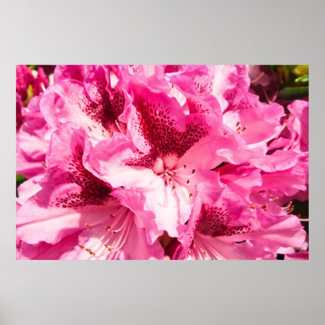 Poster Blisa Floral Rosa - Personalizada (Frente)