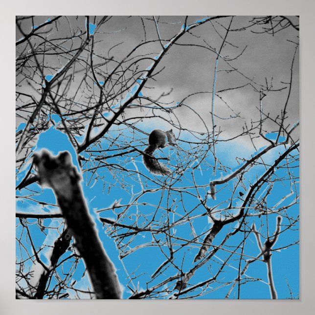 Poster Blizzard Squirel B+W (Frente)