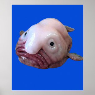 Poster Blob Fish