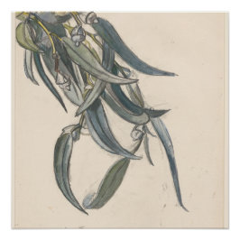 Pôster Bloeiende tak van een eucalyptus