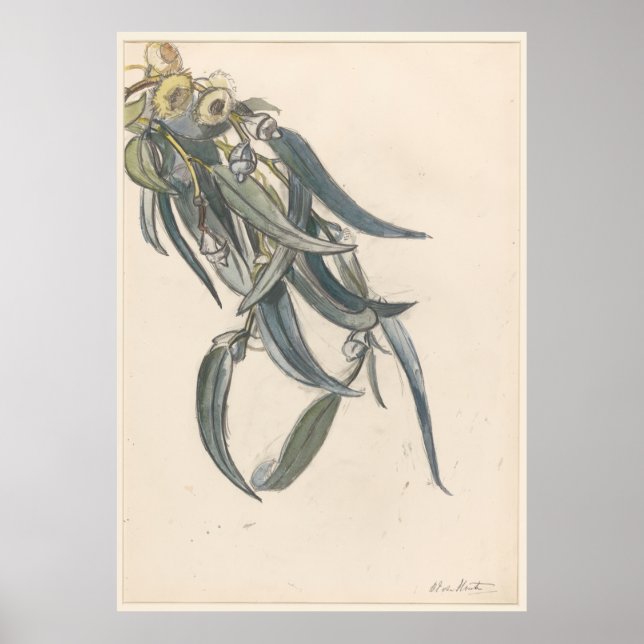 Poster Bloeiende tak van een eucalyptus (Frente)