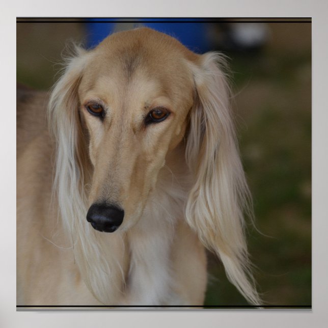Pôster Blonde Saluki Dog (Frente)