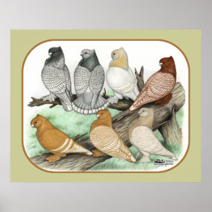 Pôster Blondinetes Clássicos