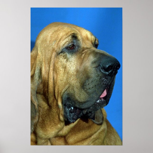 Poster Bloodhound (Frente)
