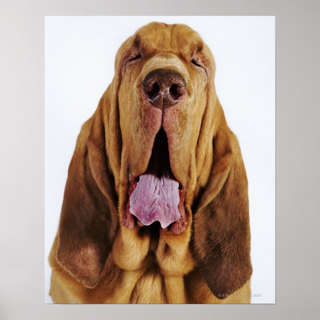 Poster Bloodhound (Rua Hubert Hound) com olhos fechados, (Frente)