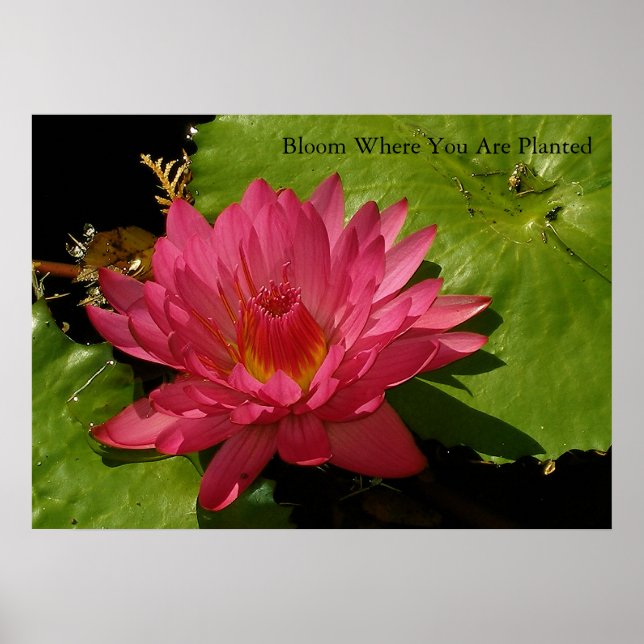 Poster Bloom (Frente)