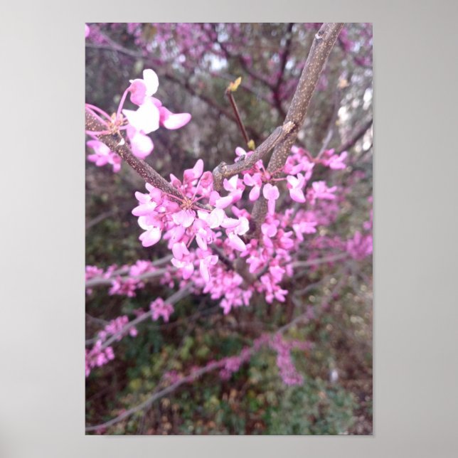 Poster Bloom de cheio (Frente)