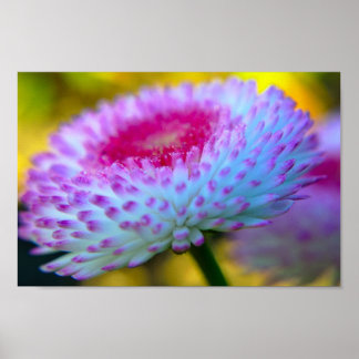 Pôster Bloom Flower
