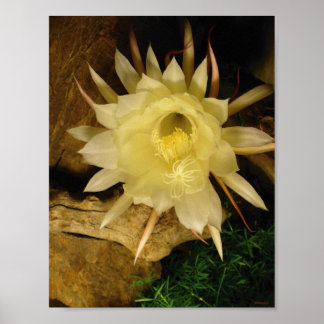 PÔSTER BLOOMING CEREUS NOTURNOS