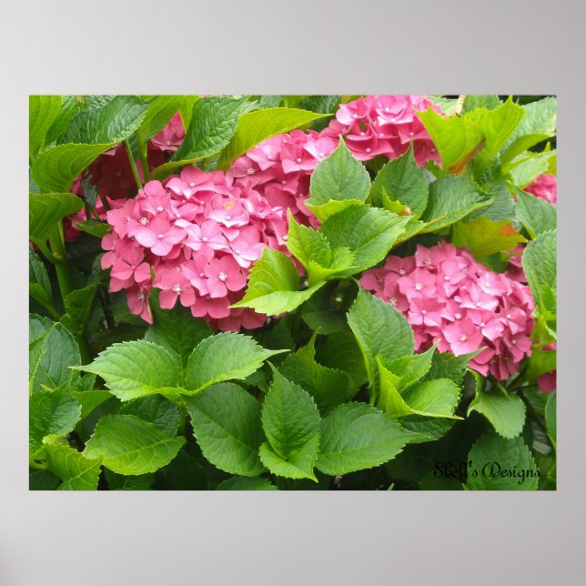 Poster Blooming Hydrangeas (Frente)