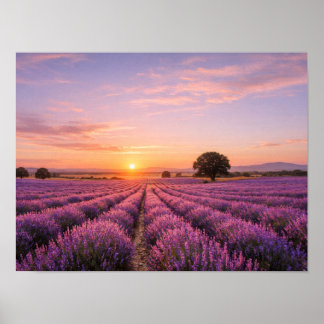 Poster Blooming Lavender Field at Golden Sunset Provence