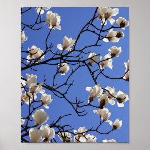 Poster Blooming Magnolias