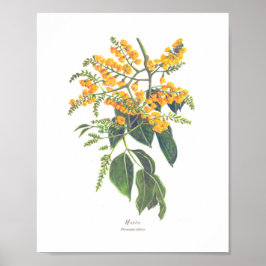 Poster Blooms de Florestas de Ph Narra (Pterocarpus indic