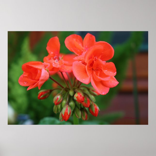 Poster Blooms e Buds (Frente)