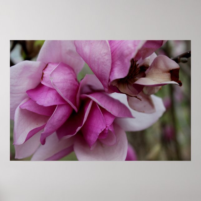 Poster Blooms Roxos (Frente)