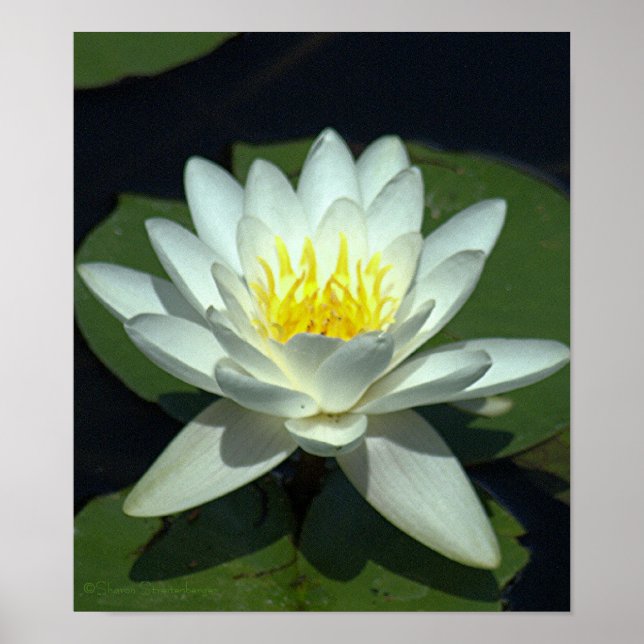 POSTER BLOSSOM DE LOTUS BRANCO/FECHAMENTO/FOTOGRAFIA. (Frente)