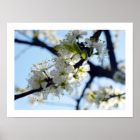 Blossomas de ameixa