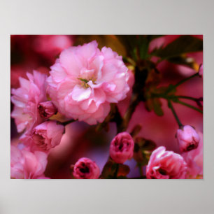 Poster Blossomas de Cereja Rosa-Primavera adoráveis