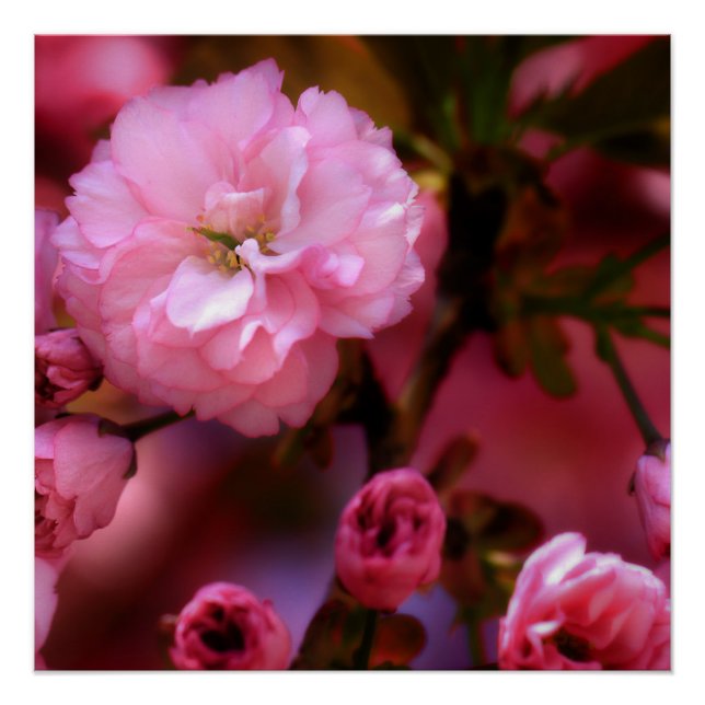 Pôster Blossomas de Cereja Rosa-Primavera adoráveis (Frente)
