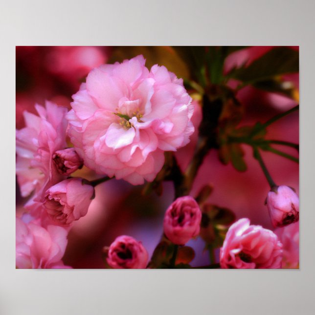 Poster Blossomas de Cereja Rosa-Primavera adoráveis (Frente)