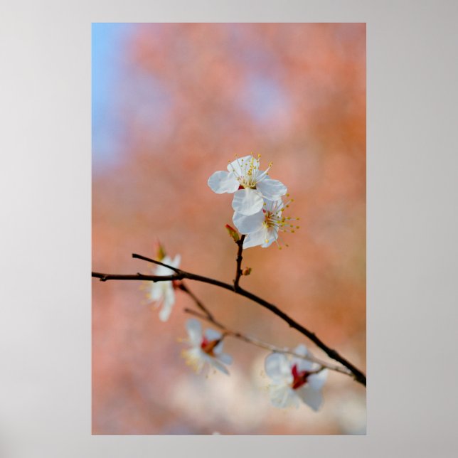 Poster Blossomas de damascos japoneses (Frente)