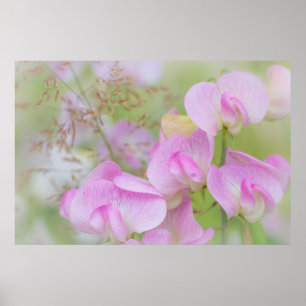 Poster Blossomas de ervilha doce   Seabeck, WA