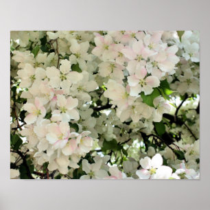 Pôster Blossomas De Flor De Primavera Branco