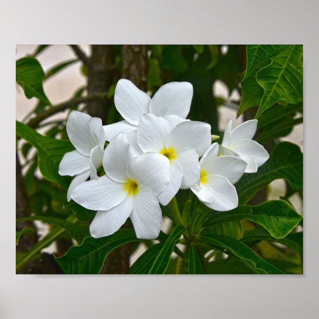 Poster Blossomas de Plumeria Branca (Frente)