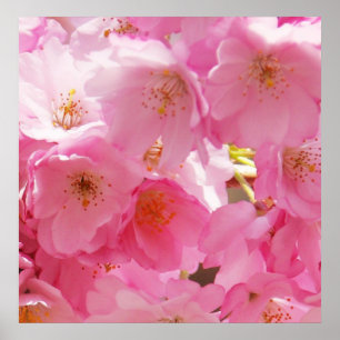 Poster Blossomas de Primavera rosa