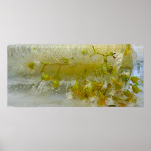 Poster Blossomas Forçados,