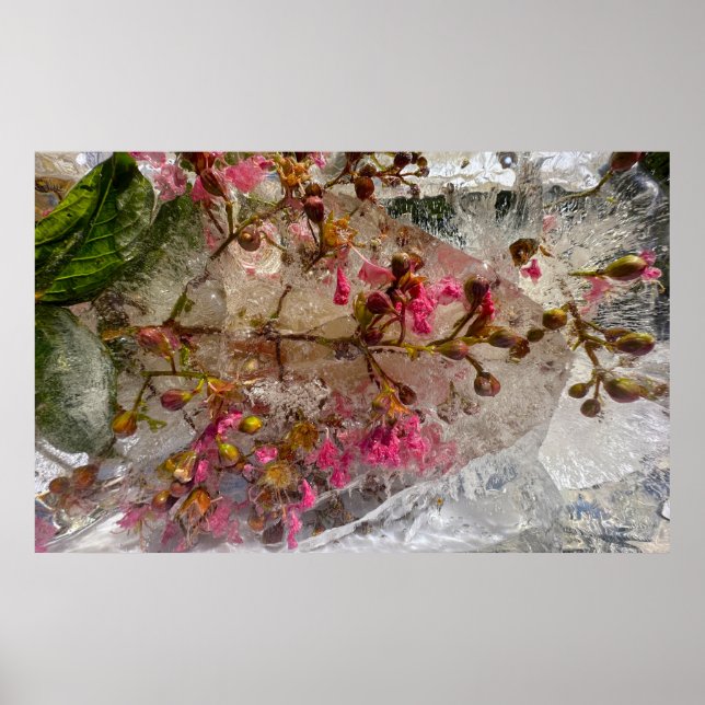 Poster Blossomas Forçados, (Frente)